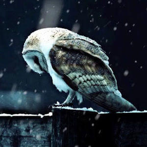 Meet your Posher, Thomas